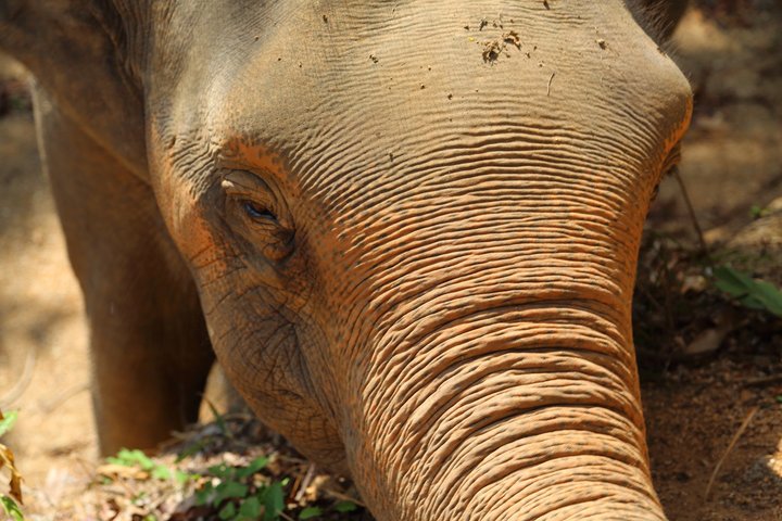 Ethisches Schutzgebiet für Elefanten im Phuket-Naturreservat