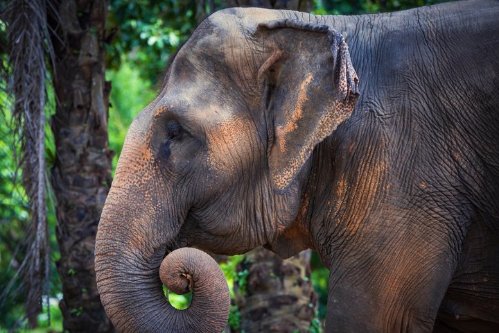 Ethisches Schutzgebiet für Elefanten im Phuket-Naturreservat