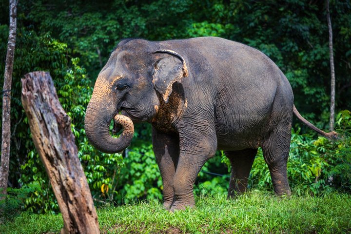 Ethisches Schutzgebiet für Elefanten im Phuket-Naturreservat