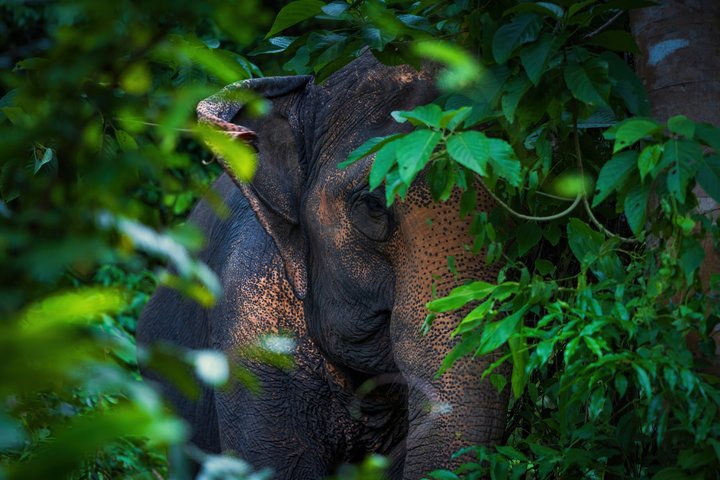 Ethisches Schutzgebiet für Elefanten im Phuket-Naturreservat