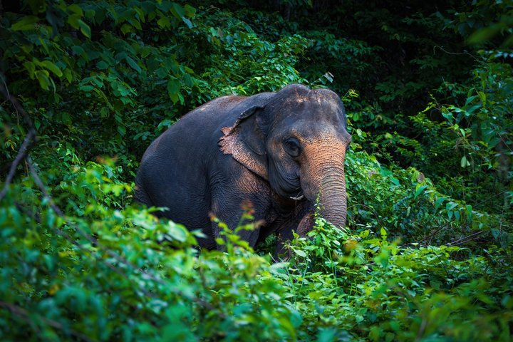 Ethisches Schutzgebiet für Elefanten im Phuket-Naturreservat