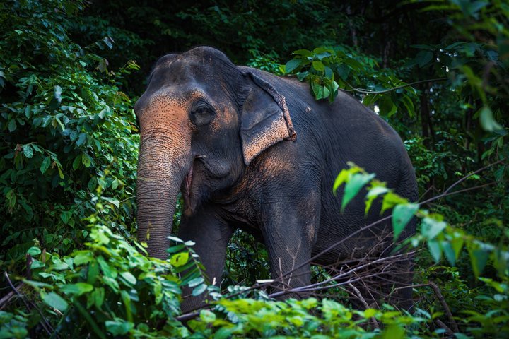Ethisches Schutzgebiet für Elefanten im Phuket-Naturreservat