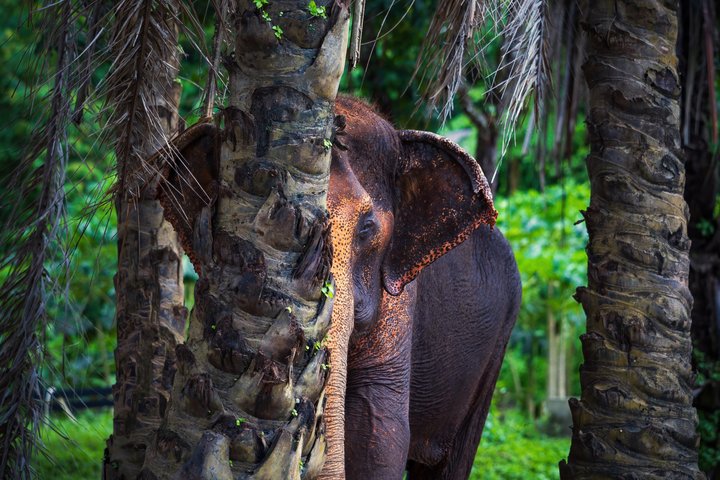 Ethisches Schutzgebiet für Elefanten im Phuket-Naturreservat