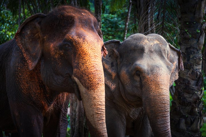 Ethisches Schutzgebiet für Elefanten im Phuket-Naturreservat