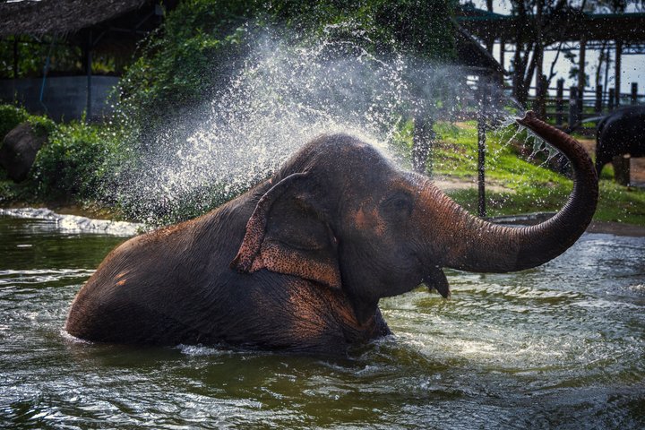 Ethisches Schutzgebiet für Elefanten im Phuket-Naturreservat