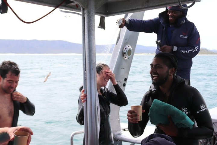 Duiken en bekijken van haaien in een kooi met vervoer vanuit Hermanus