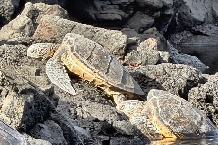 Big Island Scenic Tour : Vulkaan Hilo Town Waterval Strand & Lunch