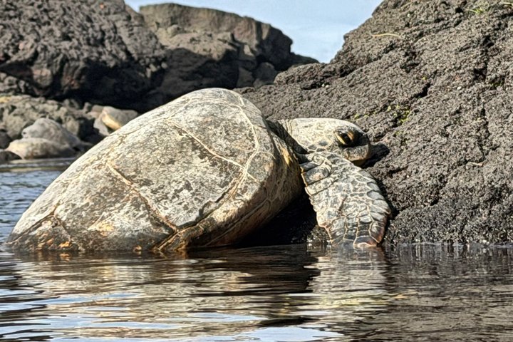 Big Island Scenic Tour : Vulkaan Hilo Town Waterval Strand & Lunch