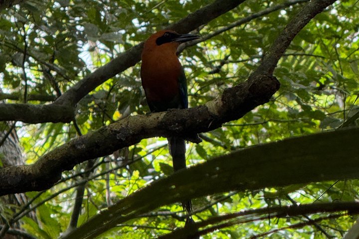Udforsk Panama-kanalen og Gatun-søen med Rainforest Jungle Walk
