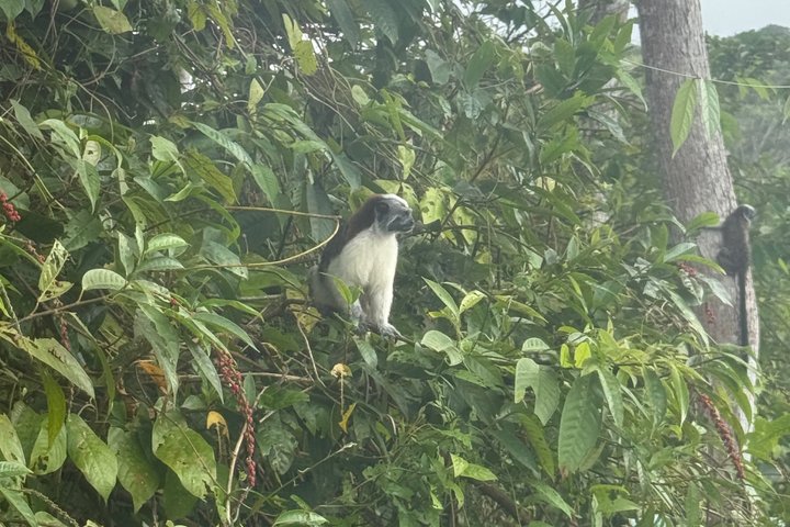 Udforsk Panama-kanalen og Gatun-søen med Rainforest Jungle Walk
