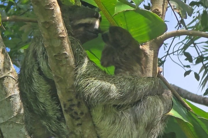 Udforsk Panama-kanalen og Gatun-søen med Rainforest Jungle Walk