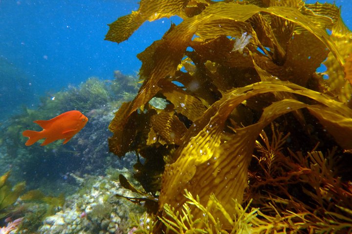 Spedizione sottomarina: tour dell'isola di Catalina