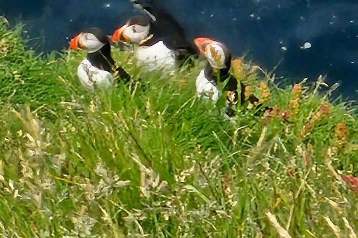 Hyr elcykel i Vestmannaeyjar