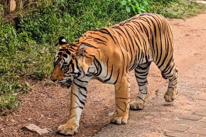 Ranthambore Tiger Safari i Jeep eller galopp med pickup
