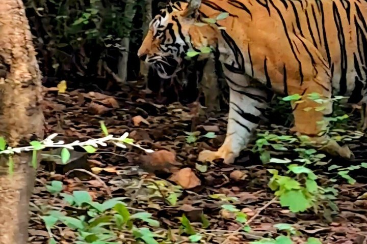 Ranthambore Tiger Safari i Jeep eller galopp med pickup