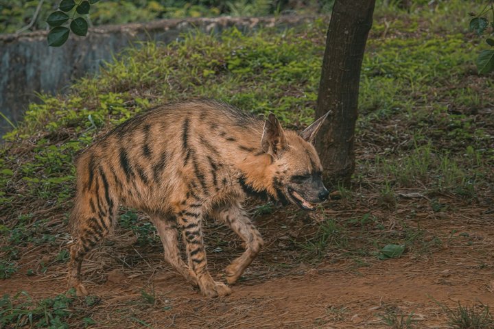 Ranthambore Tiger Safari i Jeep eller galopp med pickup
