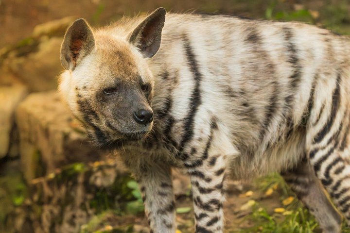 Ranthambore Tiger Safari i Jeep eller galopp med pickup