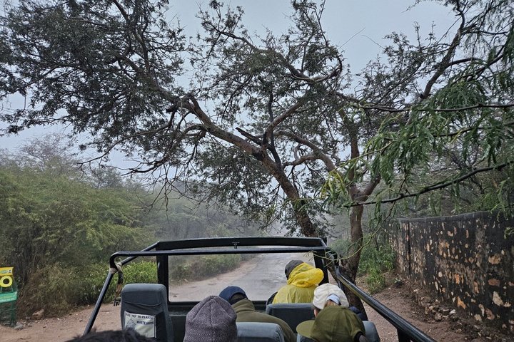Ranthambore Tiger Safari i Jeep eller galopp med pickup