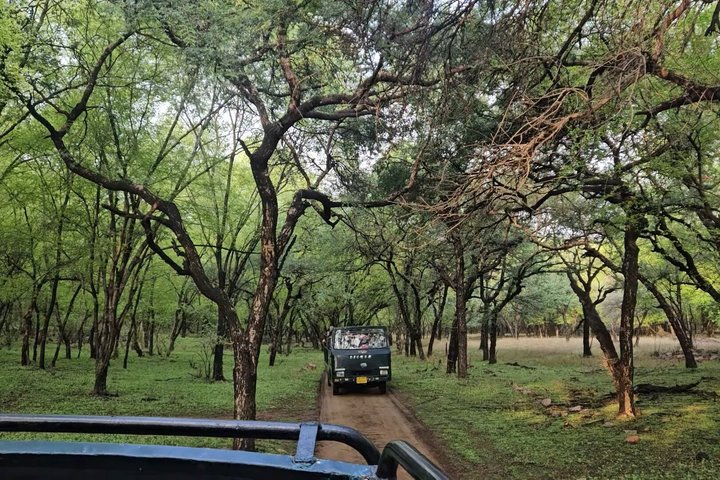 Ranthambore Tiger Safari i Jeep eller galopp med pickup