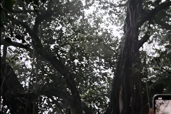 Ranthambore Tiger Safari i Jeep eller galopp med pickup