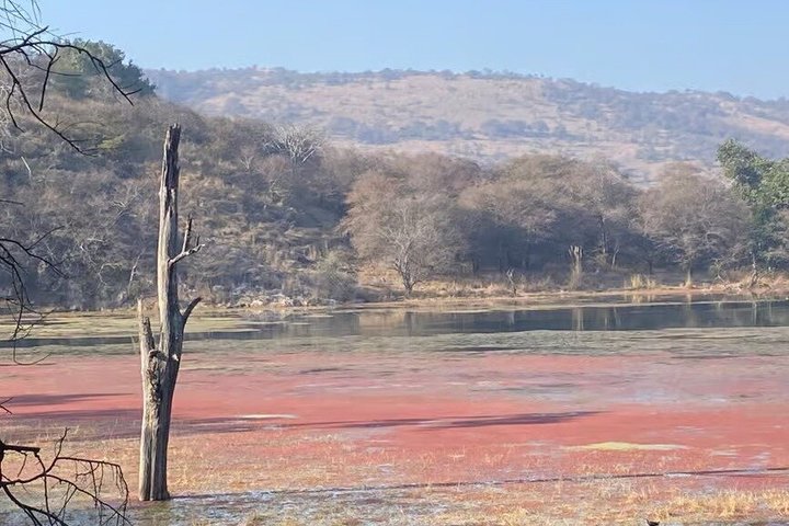 Ranthambore Tiger Safari i Jeep eller galopp med pickup