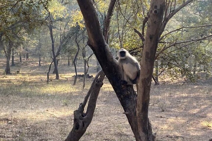 Ranthambore Tiger Safari i Jeep eller galopp med pickup