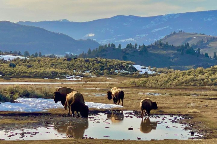 Private Yellowstone Wildlife Tour i den amerikanske Serengeti