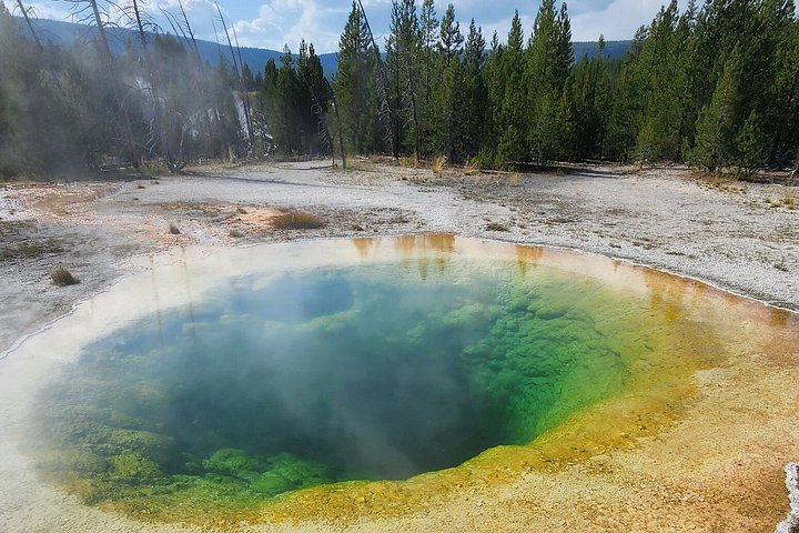 Private Yellowstone Wildlife Tour i den amerikanske Serengeti