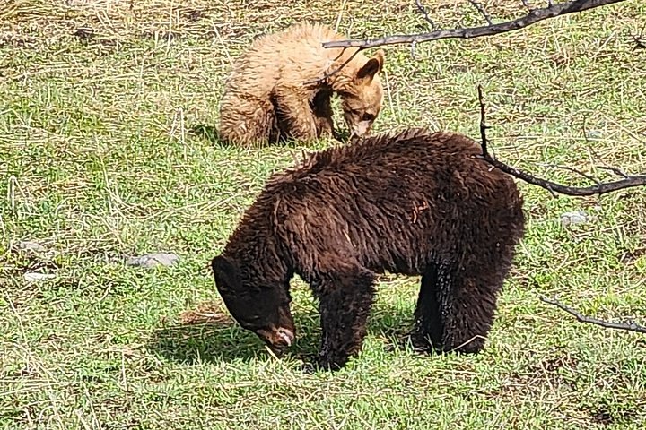 Private Yellowstone Wildlife Tour i den amerikanske Serengeti