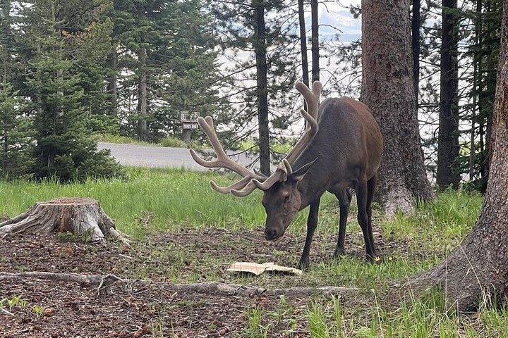 Private Yellowstone Wildlife Tour i den amerikanske Serengeti