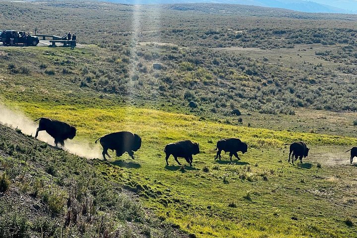 Private Yellowstone Wildlife Tour i den amerikanske Serengeti