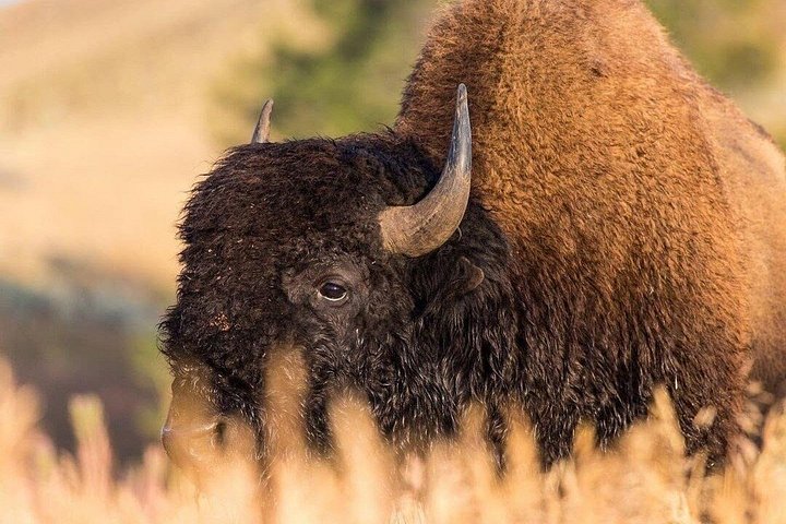Private Yellowstone Wildlife Tour i den amerikanske Serengeti