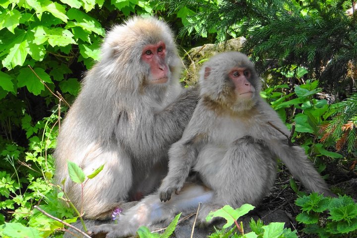 Tour di un'intera giornata dello Snow Monkey Park e del Santuario di Togakushi a Nagano