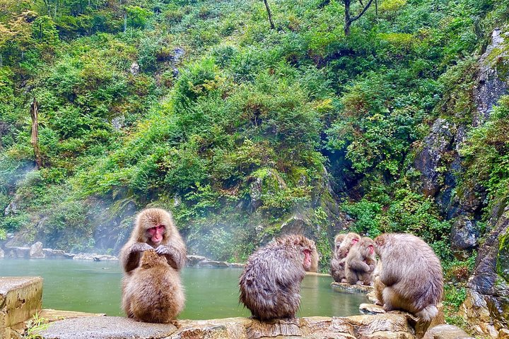 Tour di un'intera giornata dello Snow Monkey Park e del Santuario di Togakushi a Nagano