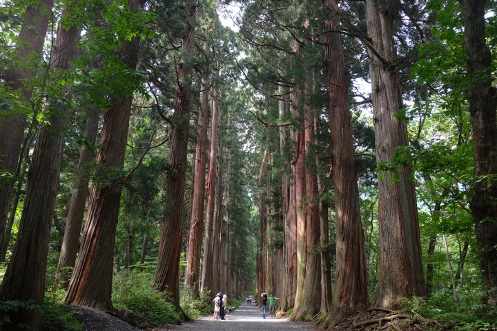 Tour di un'intera giornata dello Snow Monkey Park e del Santuario di Togakushi a Nagano