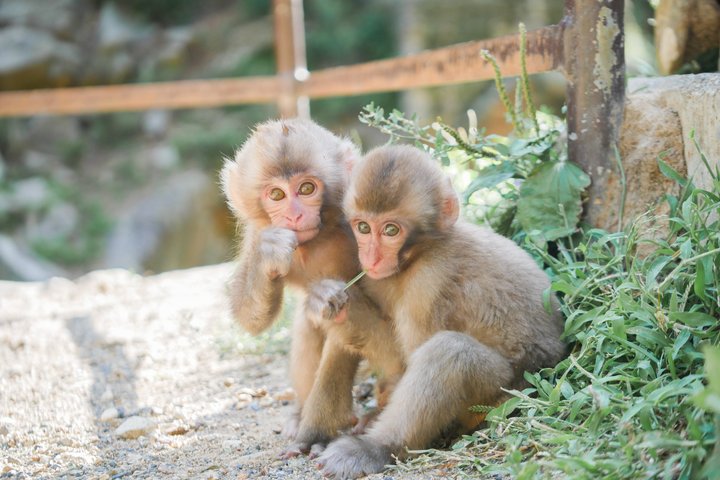 Tour di un'intera giornata dello Snow Monkey Park e del Santuario di Togakushi a Nagano