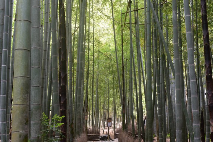 Temples de Kamakura et évasion balnéaire en véhicule privé depuis Tokyo