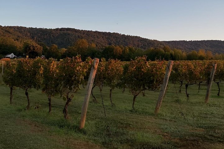 Crozet Virginia Weingut und Fahrradtour Erfahrung