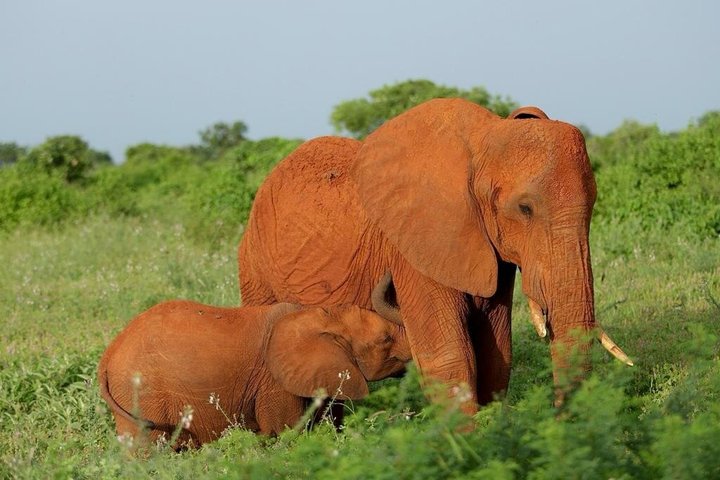 Restauranter i nærheten av Salt Lick Lodge Sanctuary Safari Adventure