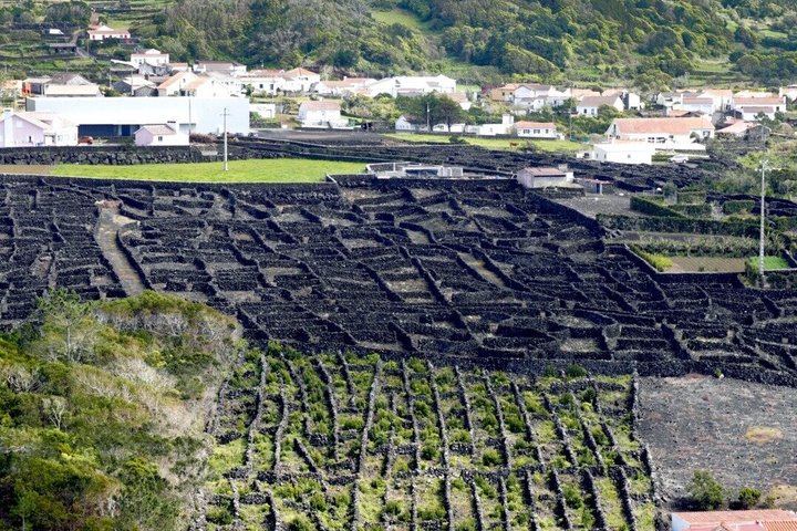 Tour privato del vino di Pico Island con degustazioni