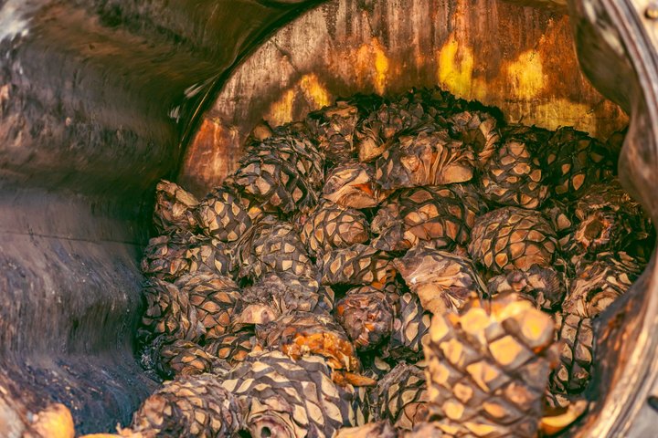 Experiência de Tequila de Luxo: Degustações VIP e Destilarias Boutique