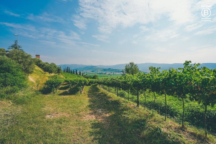 Amarone Wine Tasting Tour fra Verona med privat transport