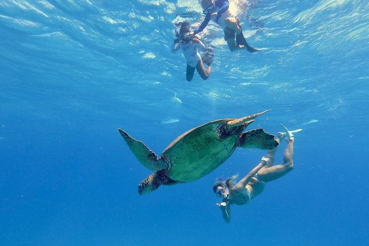 Waikiki Schildkröte Schnorcheln & 6 - in - 1 Abenteuer mit kostenloser Abholung