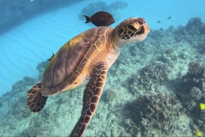 Waikiki Schildkröte Schnorcheln & 6 - in - 1 Abenteuer mit kostenloser Abholung