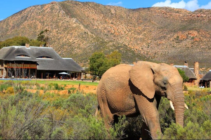 Fantastisk Safari på Game Reserve i Kapstaden - se Big5
