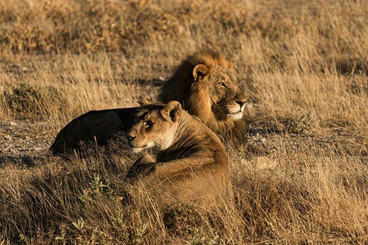 Fantastisk Safari på Game Reserve i Kapstaden - se Big5