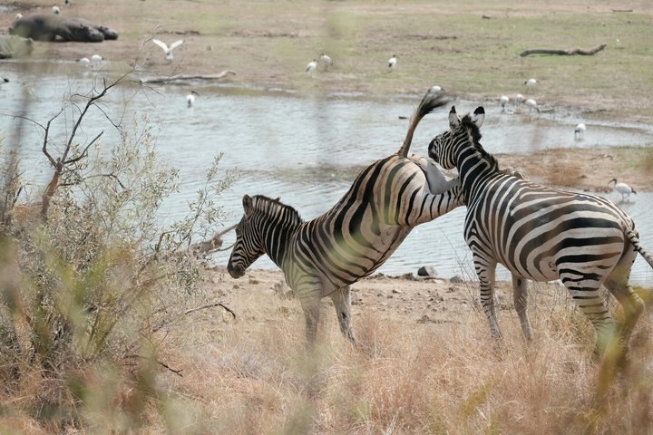 Fantastisk Safari på Game Reserve i Kapstaden - se Big5