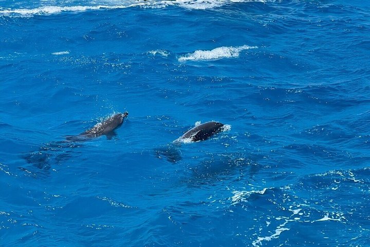 Abu Dabbab Volledige dag snorkelen met schildpadden & Dugong – Hurghada