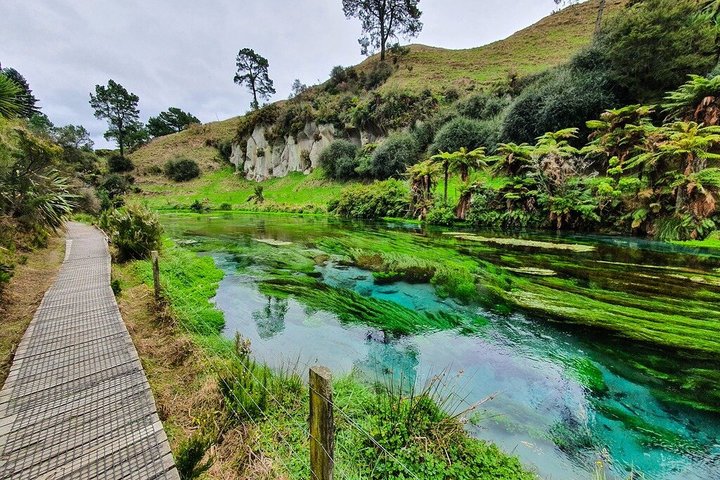Auckland naar Waitomo Glowworms, Kiwi House & Blue Springs dagtour