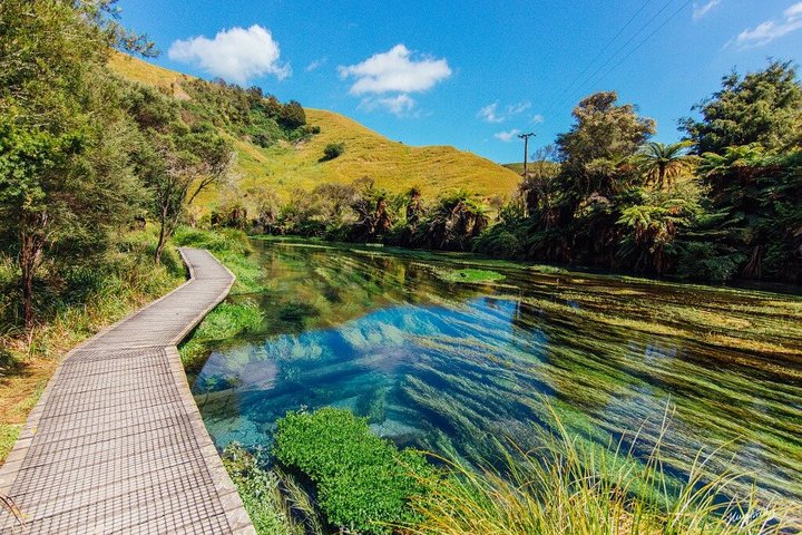 Auckland naar Waitomo Glowworms, Kiwi House & Blue Springs dagtour